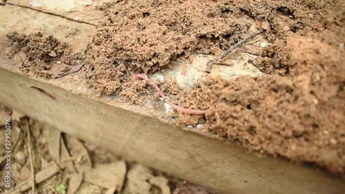 Earthworm crawling on soil and a wood block closeup view video photo