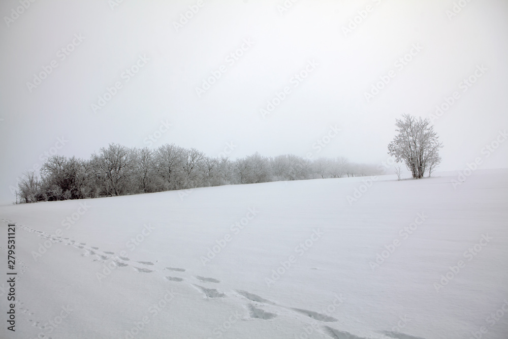 footprints on the snowy field 