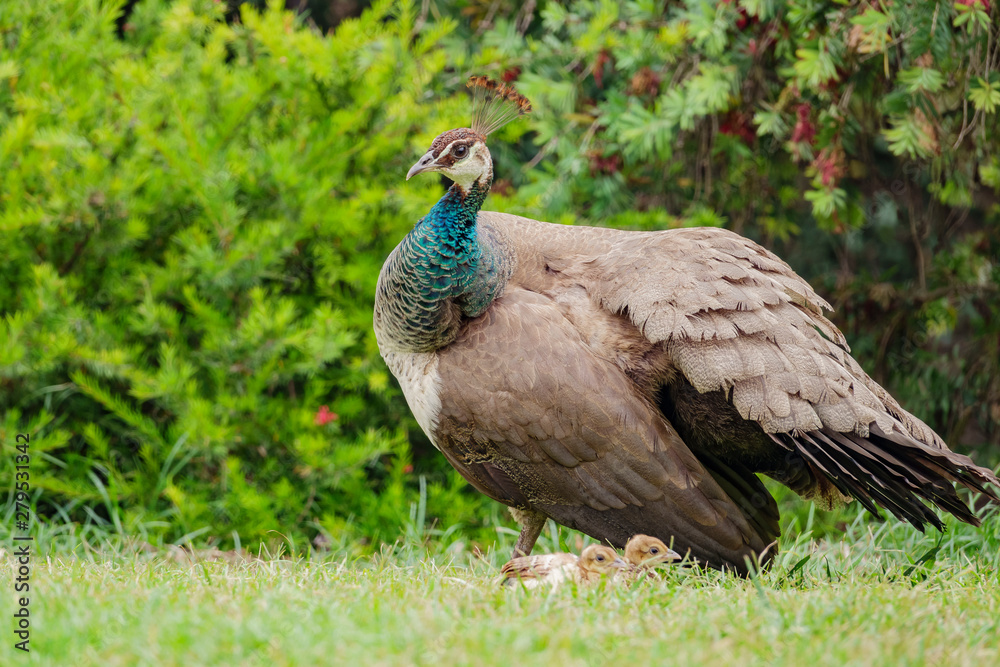 Female Peacock walking around with her babies Female Peacock walking around with her babies