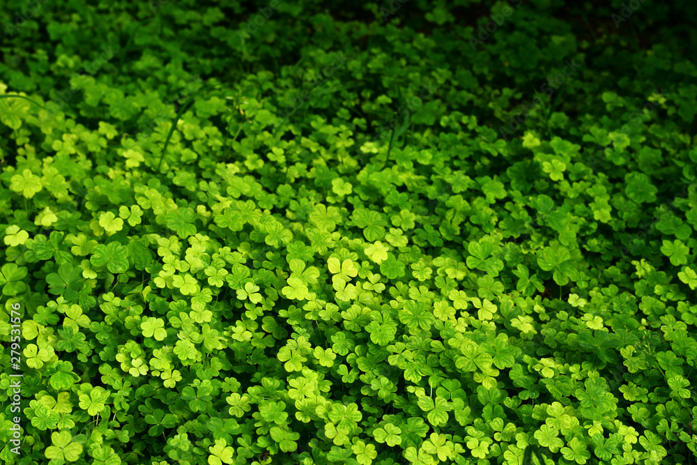 Clover leaves illuminated by the sun and partly in the shadow. Clover leaves illuminated by the sun and partly in the shadow.