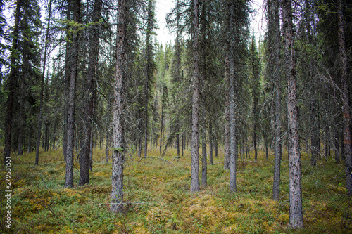 A stand of spruce pines