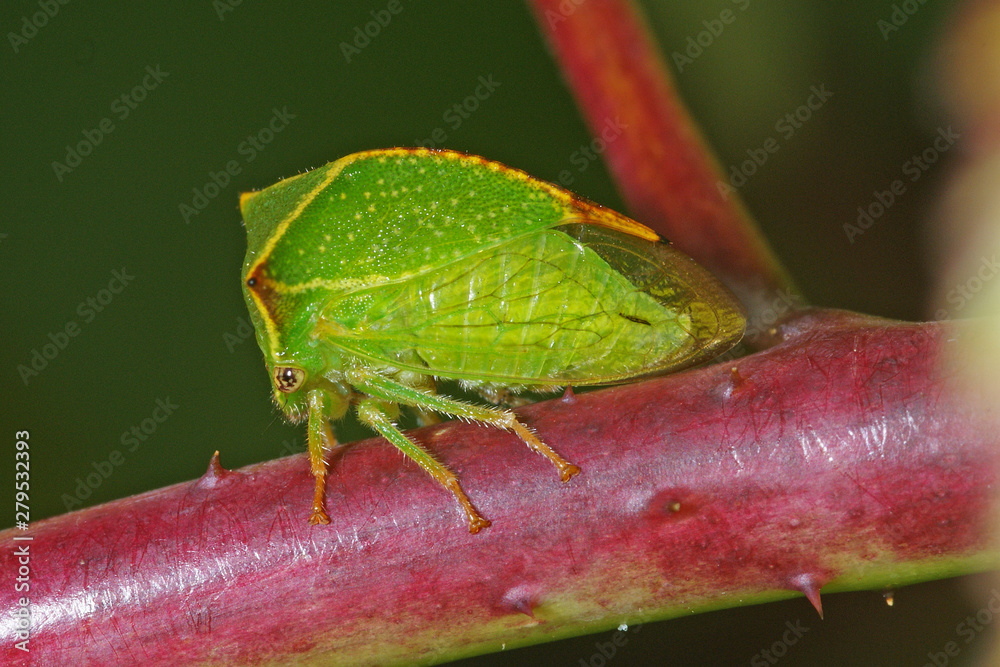 Stictocephala bisonia Büffelzikade 12.09.2010 DE, Leverkusen, OpladenSONY DSC Stictocephala bisonia Büffelzikade 12.09.2010 DE, Leverkusen, OpladenSONY DSC