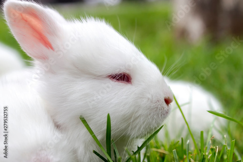 little white rabbits on green grass on a summer day. © anatoliiSushko