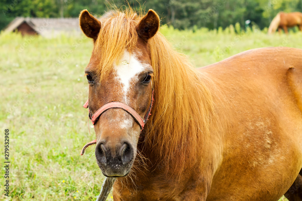 Obraz premium brown horse grazing on a green field on a summer day.