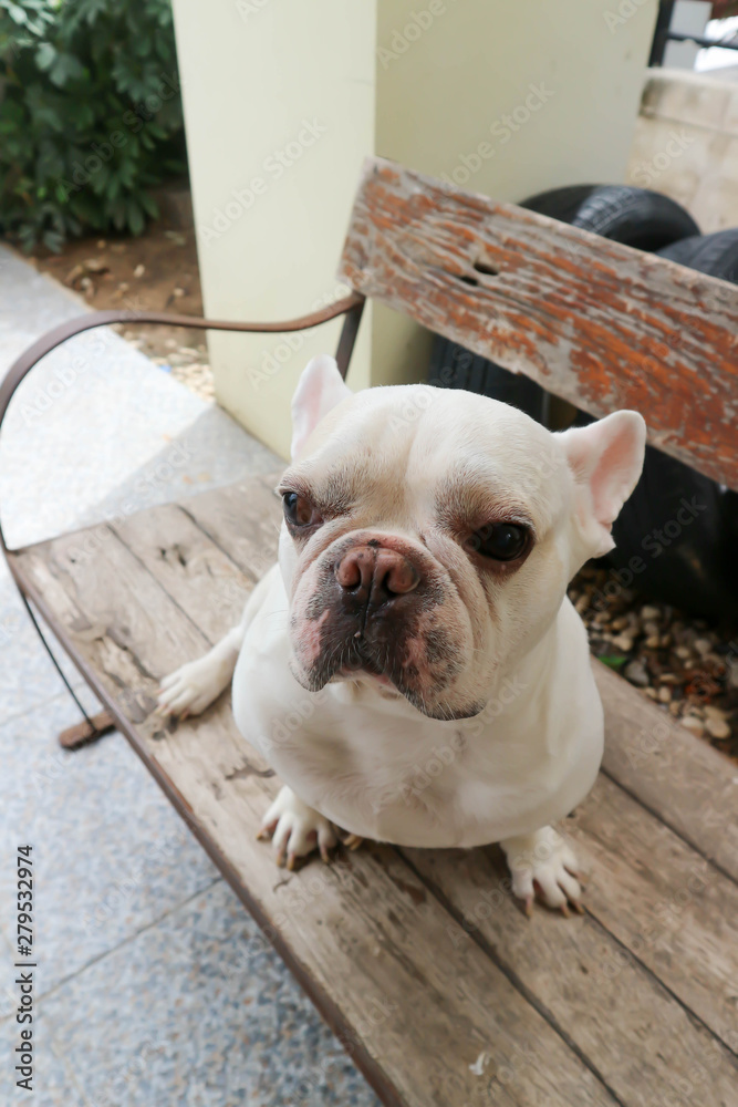 French bulldog, dog or sitting french bulldog