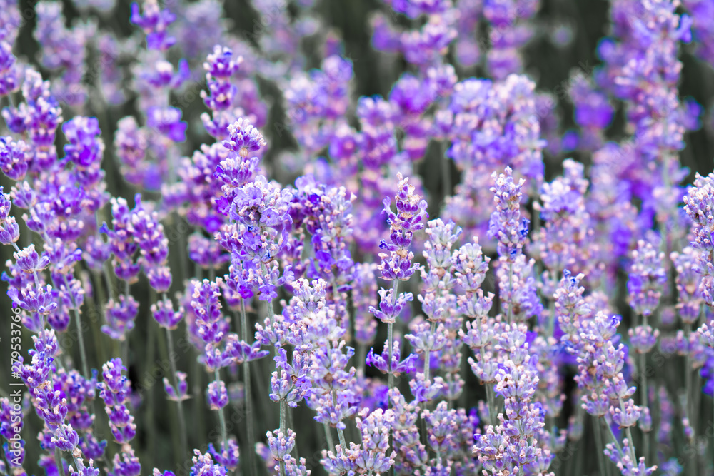 Obraz premium Purple violet color lavender flower field closeup background. Selective focus used.
