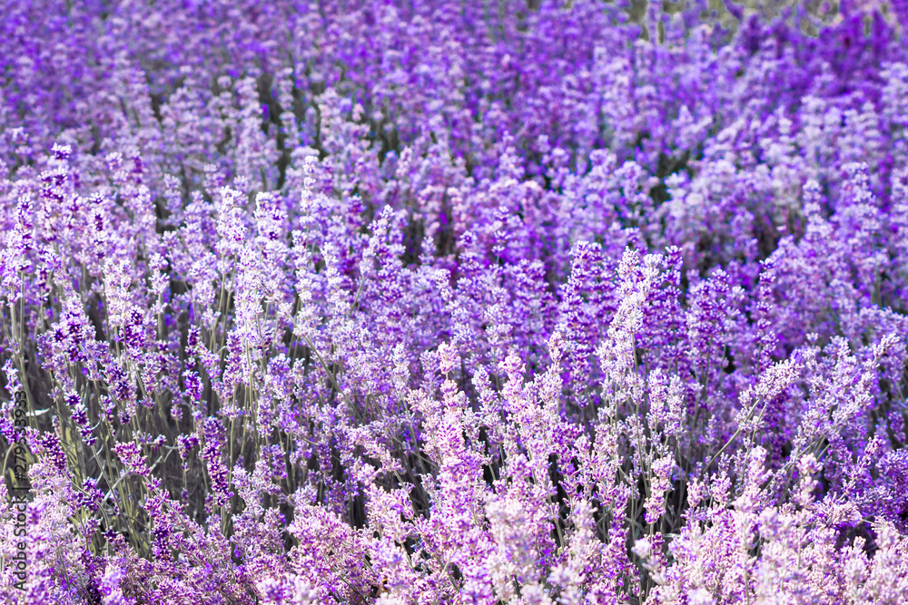 Obraz premium Purple violet color lavender flower field closeup background. Selective focus used.
