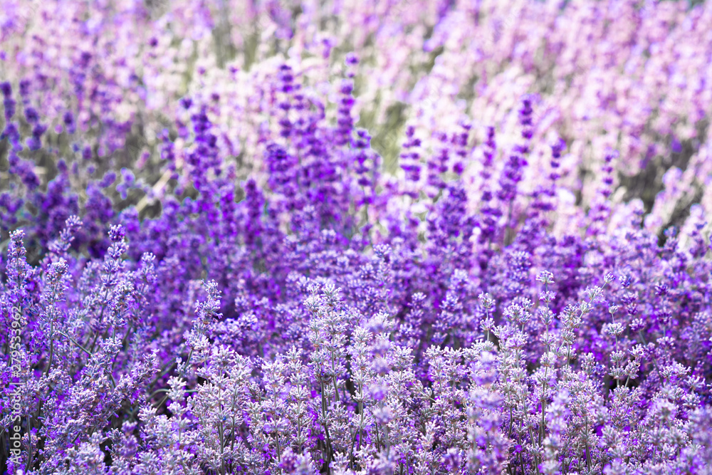 Naklejka premium Purple violet color lavender flower field closeup background. Selective focus used.