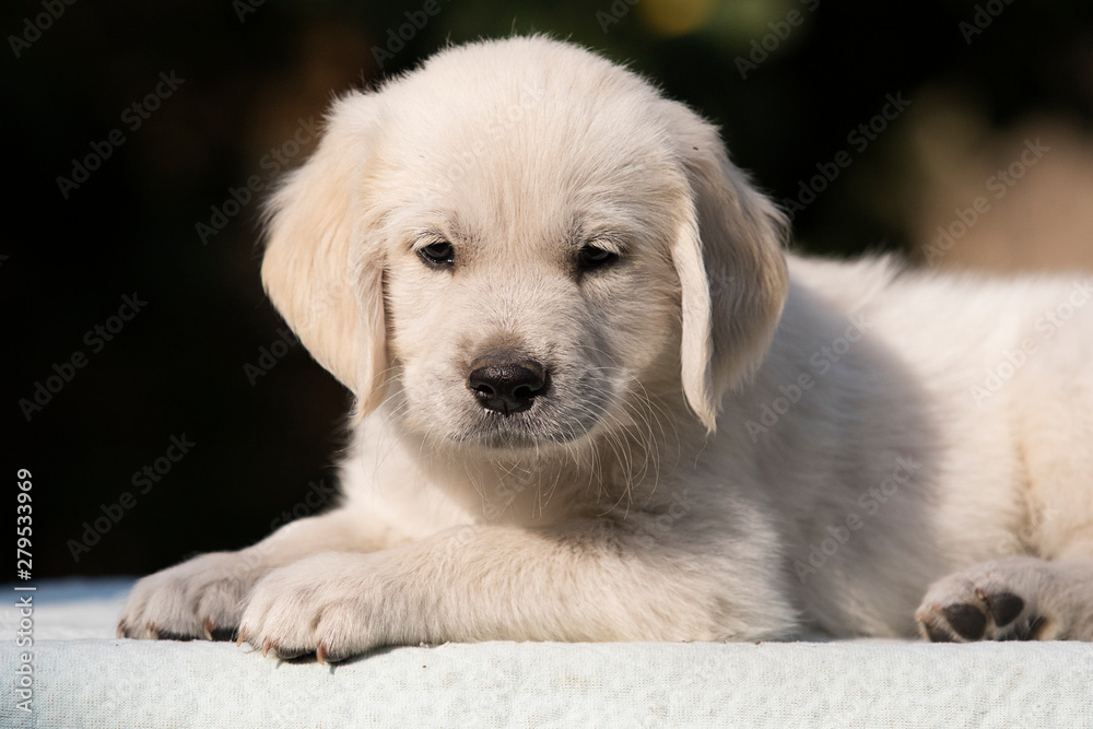 puppy breed golden retriever looks