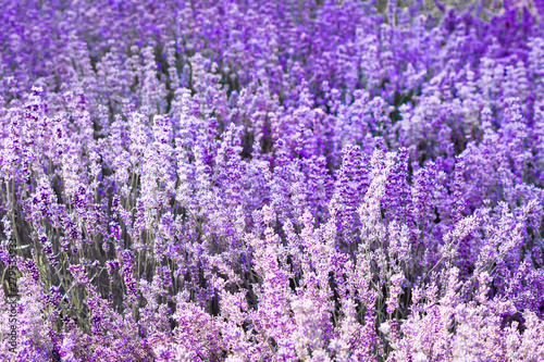 Purple violet color lavender flower field closeup background. Selective focus used.