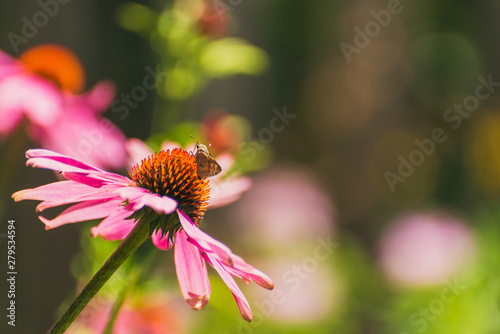 Butterfly on coneflower echinacea flower