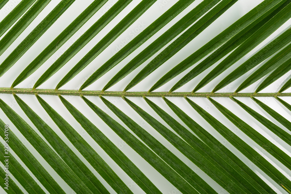 green palm branch on a light background close up green palm branch on a light background close up