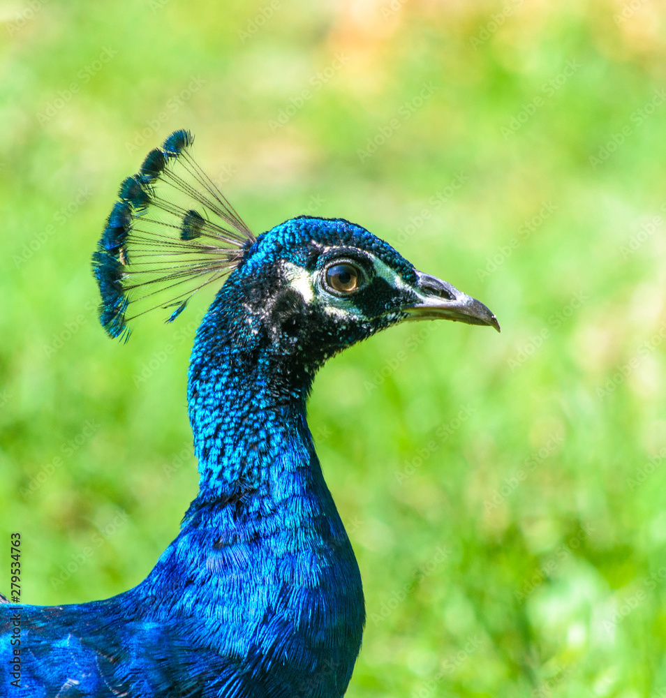 Close-up peacock lady. A peacock lady walk in the park Close-up peacock lady. A peacock lady walk in the park