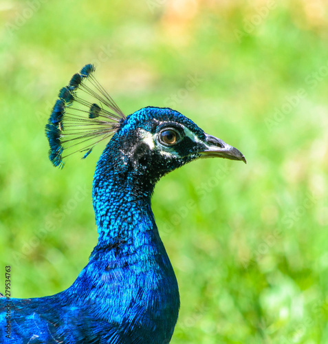 Close-up peacock lady. A peacock lady walk in the park