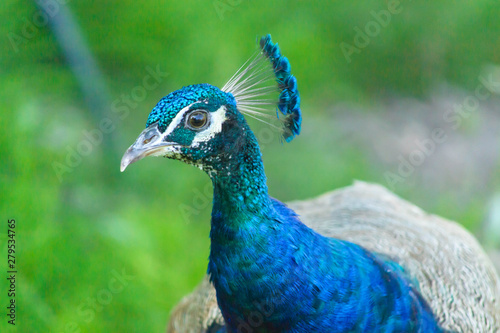 Close-up peacock lady. A peacock lady walk in the park