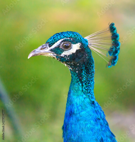 Close-up peacock lady. A peacock lady walk in the park