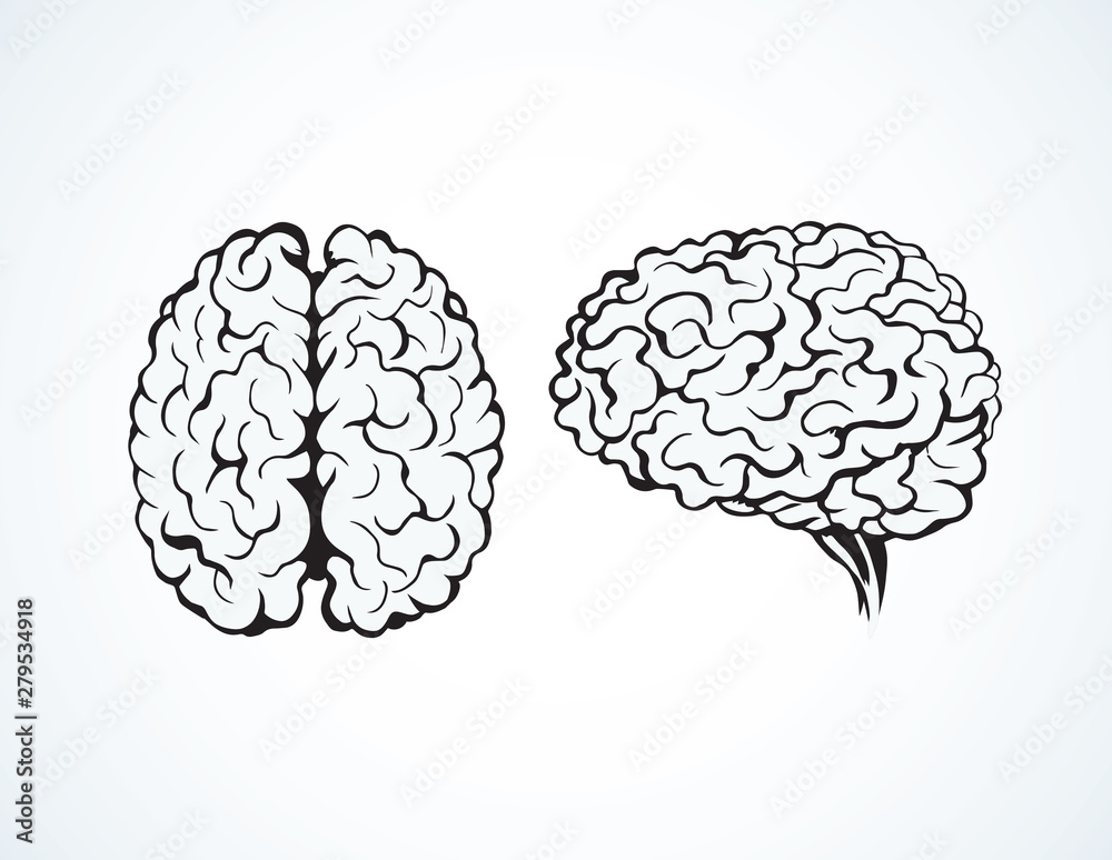 Brain. Vector drawing Brain. Vector drawing