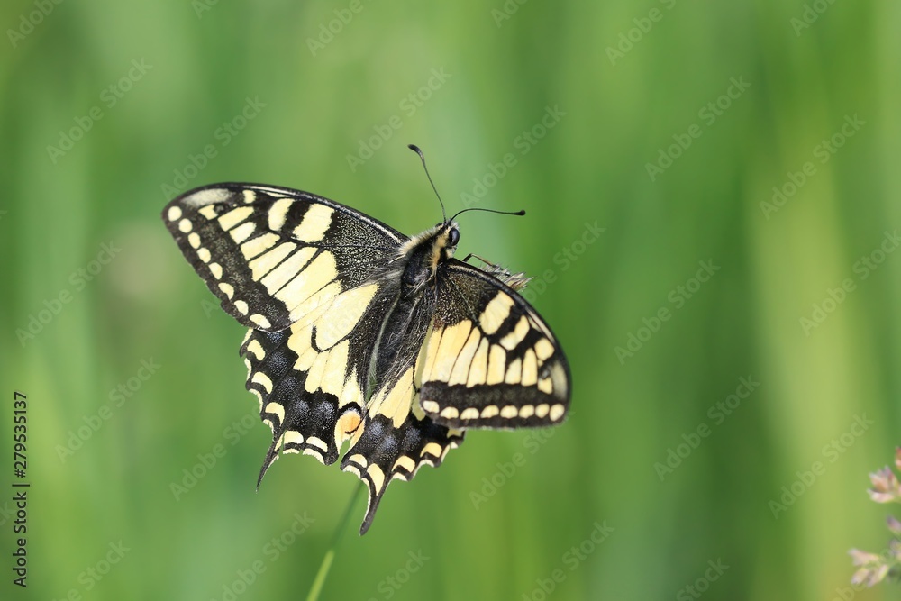 Old World swallowtail (Papilio machaon) resting on a flower in a green meadow, a butterfly of the family Papilionidae. The butterfly is also known as the common yellow swallowtail Old World swallowtail (Papilio machaon) resting on a flower in a green meadow, a butterfly of the family Papilionidae. The butterfly is also known as the common yellow swallowtail