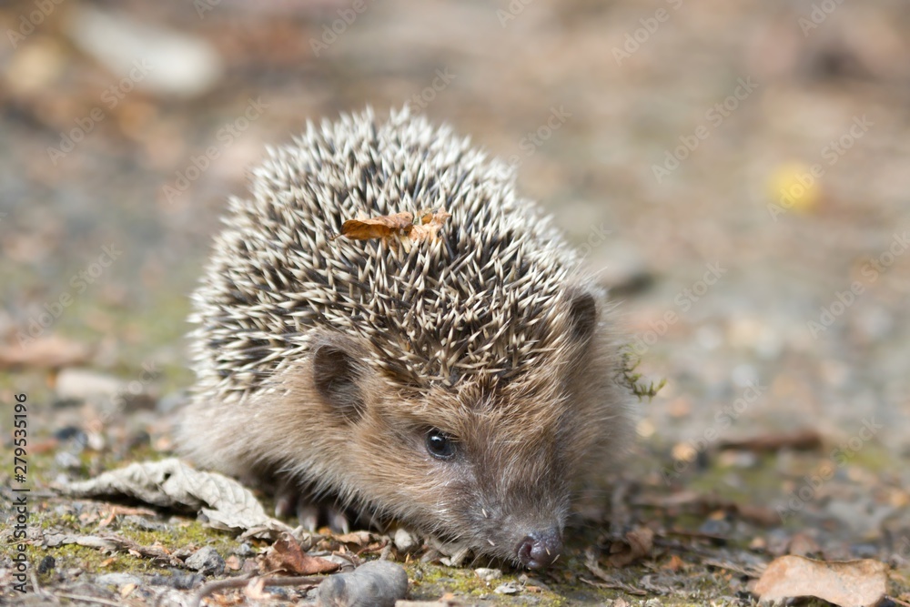young west European hedgehog on the ground. Common hedgehog. Erinaceus europaeus young west European hedgehog on the ground. Common hedgehog. Erinaceus europaeus