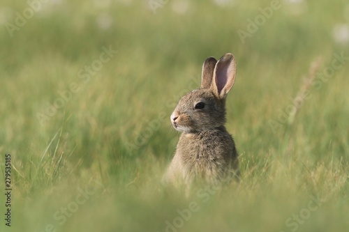 Young European rabbit in the nature habitat. Oryctolagus cuniculus. Wildlife scene from nature. Portrait of a European rabbit © Monikasurzin