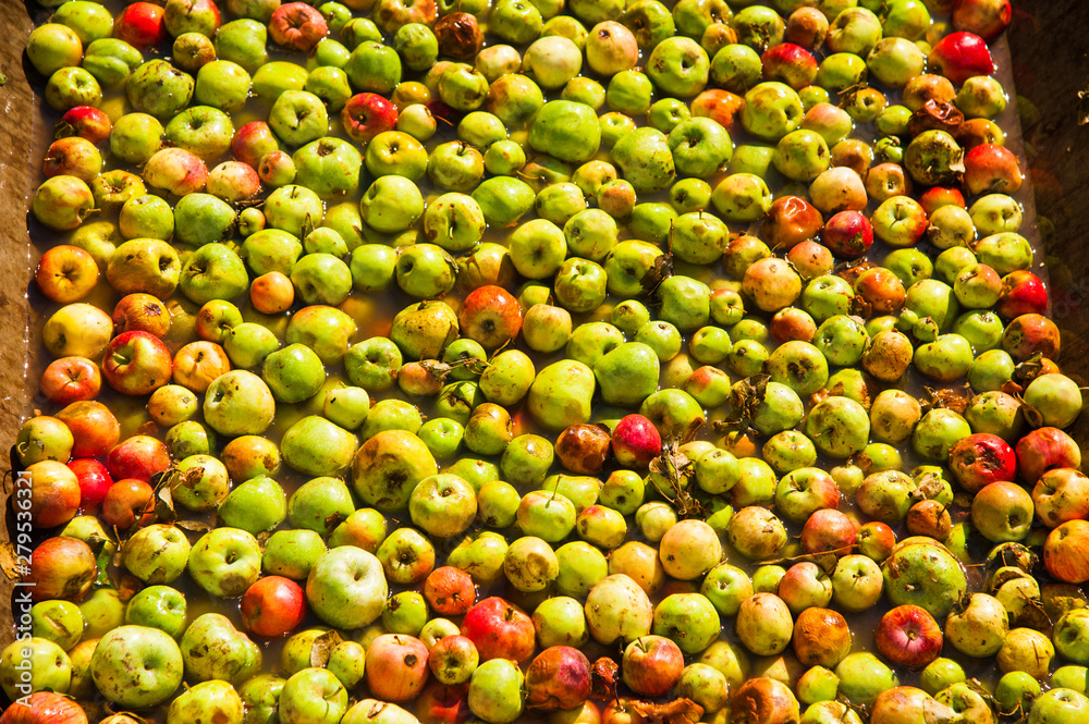 Ripe apples being processed and transported in an industrial production facility Ripe apples being processed and transported in an industrial production facility