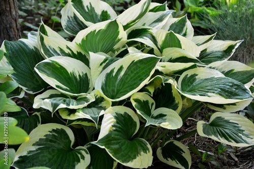Amazing beauty hosta with green and white leaves in the garden close-up. photo