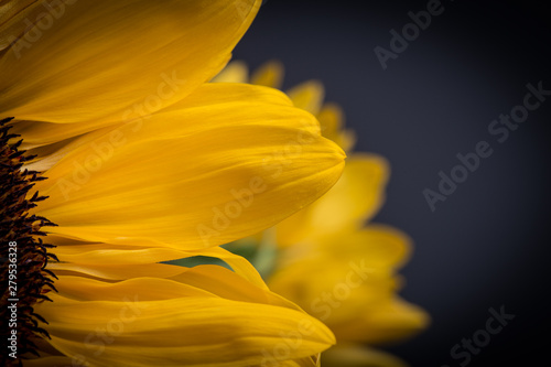 Yellow sunflowers in bloom on a black background