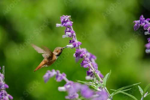 Magnificent hummingbird eating along the Salvia officinalis flowers