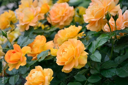 Delightful orange roses in the garden close-up