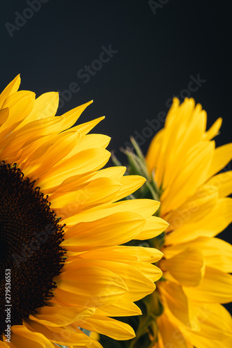 Yellow sunflowers on a black background