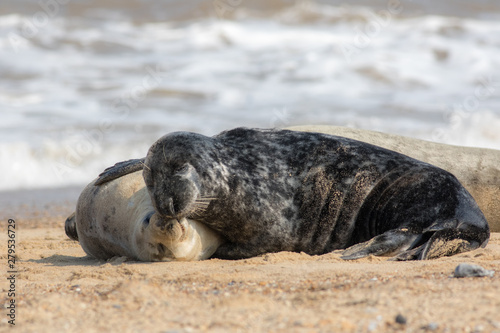 Togetherness. Animals in love cuddling. Affectionate seals hugging.