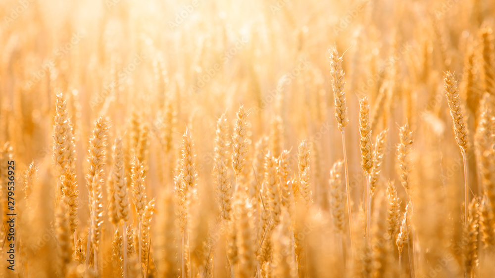 Fototapeta premium Panoramic picture of ripe wheat grain against bright day light in the field