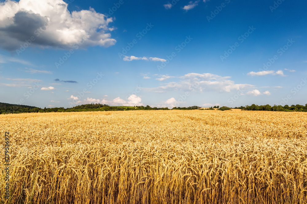 Wheat crop field sunset landscape