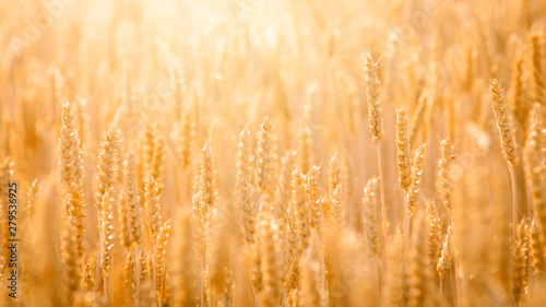 Panoramic picture of ripe wheat grain against bright day light in the field