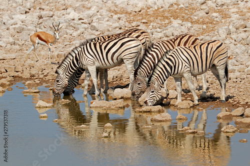 Plains zebras (Equus burchelli) drinking water, Etosha National Park, Namibia.