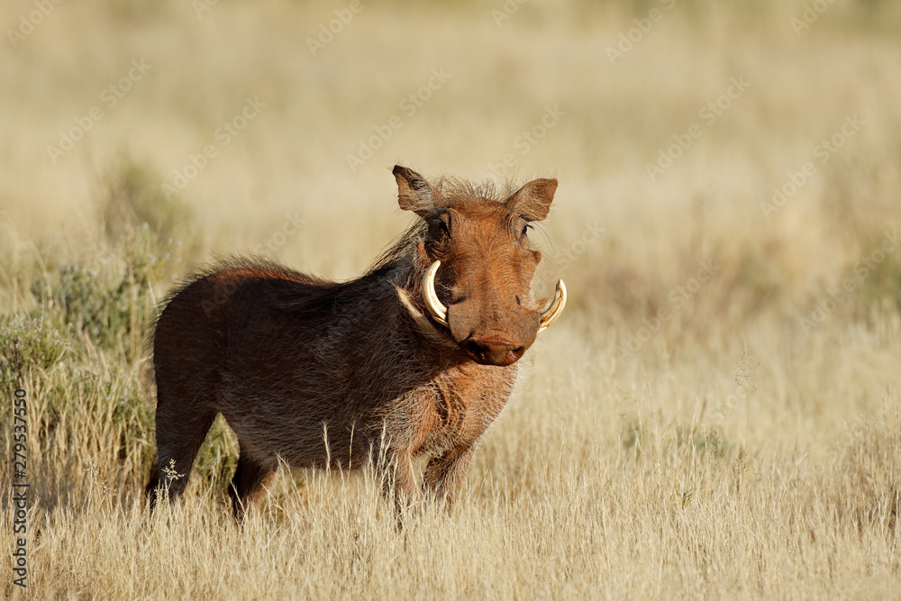 A warthog (Phacochoerus africanus) in natural habitat, South Africa.
