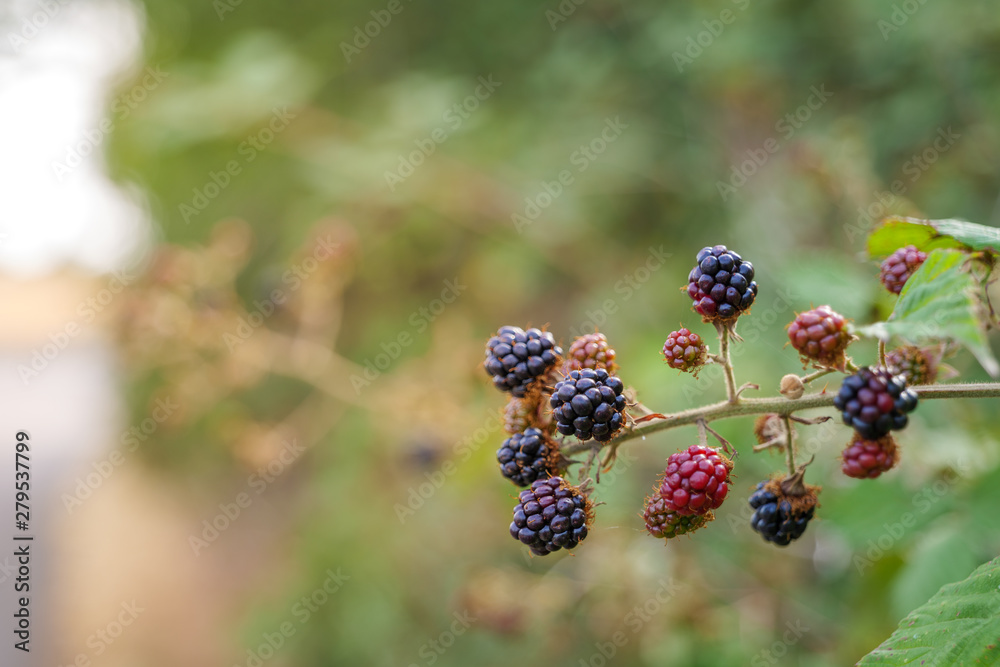 Selected focus, Growing raw ripe and unripe fresh blackberry on branch of berry tree. Selected focus, Growing raw ripe and unripe fresh blackberry on branch of berry tree.