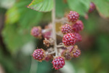 Selected focus, Growing raw ripe and unripe fresh blackberry on branch of berry tree. 
