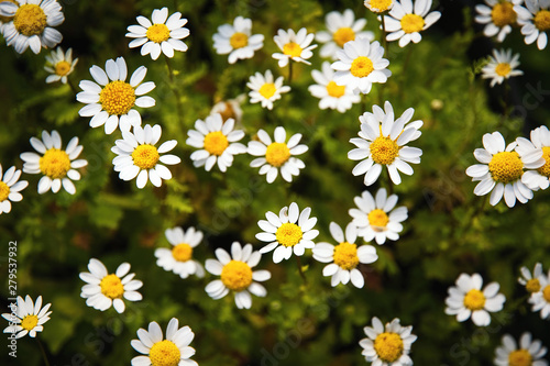 small white margarette flowers