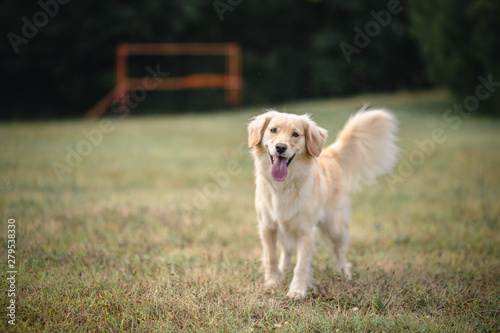 dog in park