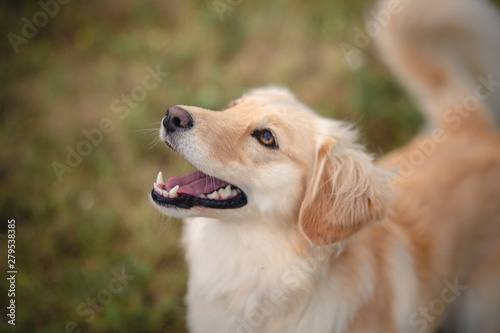 portrait of a dog