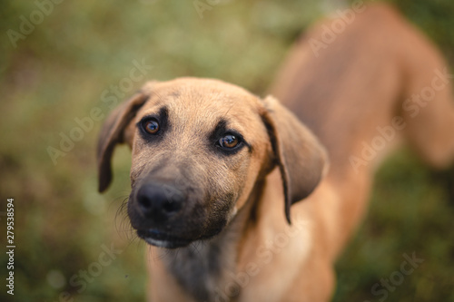 portrait of a dog