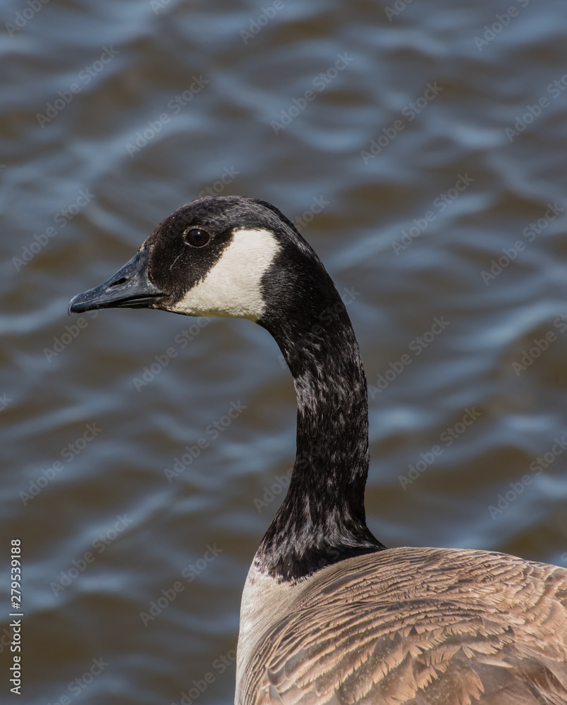 Canada goose Canada goose