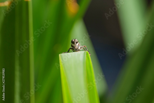 Close up shot of a fly resting on a leaf