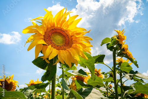 Blooming beautiful sunflower. Blooming yellow sunflower flowers on sunflowers field and sky background.