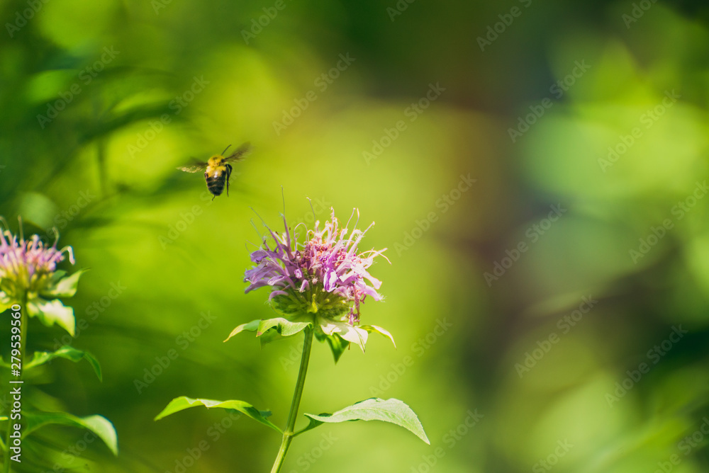 Bee on a pink monarda flower Bee on a pink monarda flower