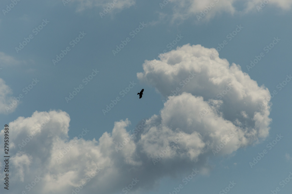 Black bird of prey on the background of a large cloud