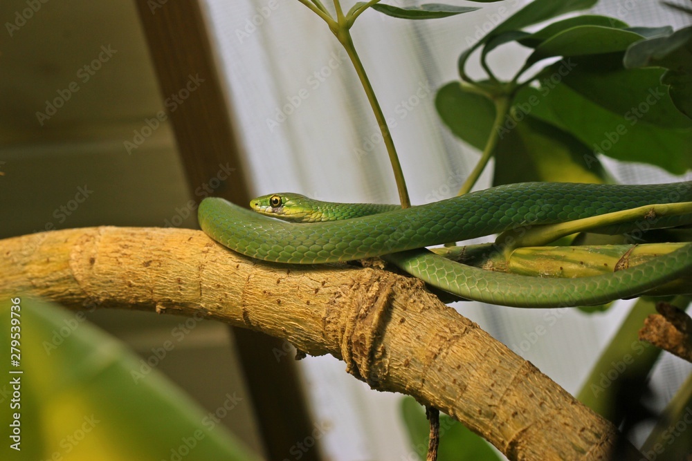 Obraz premium Männliche Raue Grasnatter (Opheodrys aestivus) mit Narbe unter dem linken Auge