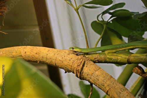 Männliche Raue Grasnatter (Opheodrys aestivus) mit Narbe unter dem linken Auge photo