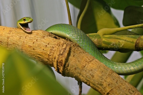 Gähnende männliche Raue Grasnatter (Opheodrys aestivus) photo